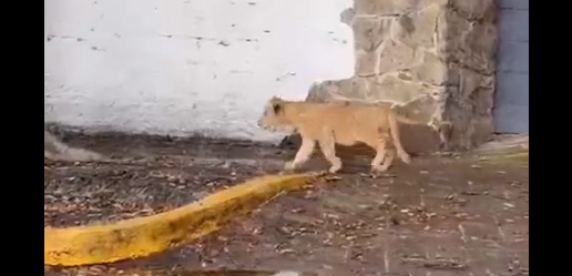 El cachorro de león fue grabado caminando solo en las calles de Zapopan