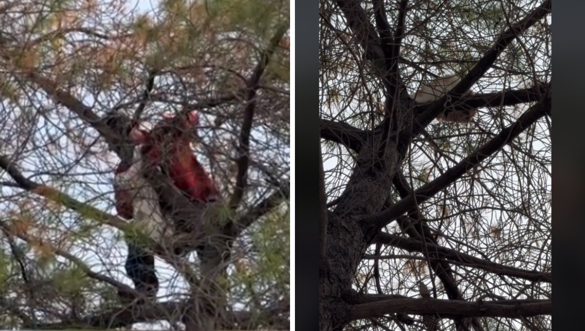 Rescatan a Golliat en Ecatepec, gatito atrapado más de 20 horas en un árbol