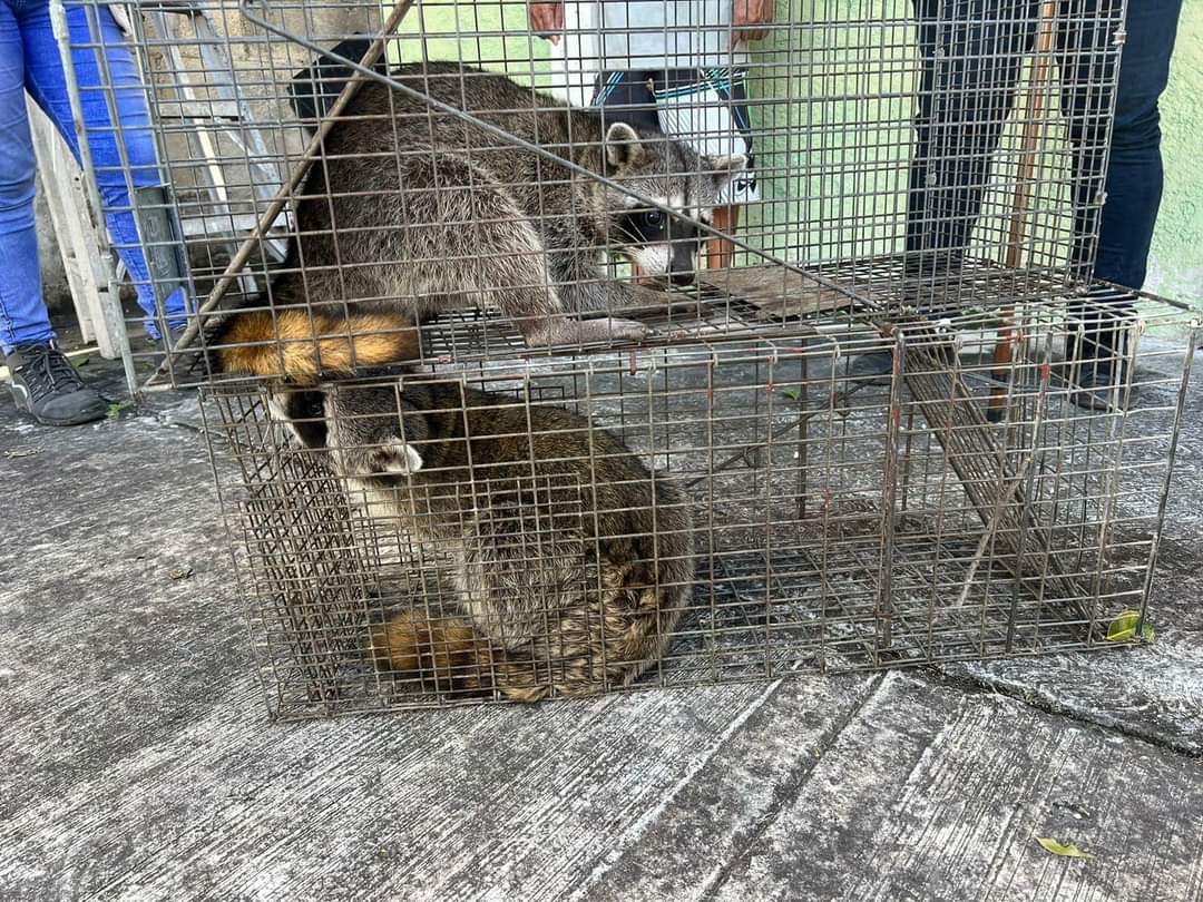 Dos mapaches endémicos son liberados tras quedar atascados en un domicilio de Cozumel