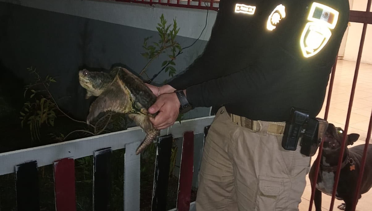 Hallan una tortuga caimán en un parque de la CDMX