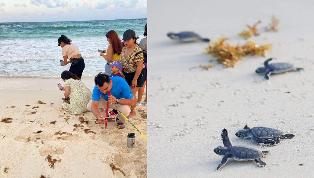 Récord histórico de tortugas liberadas en Cozumel; fueron 170 mil este año