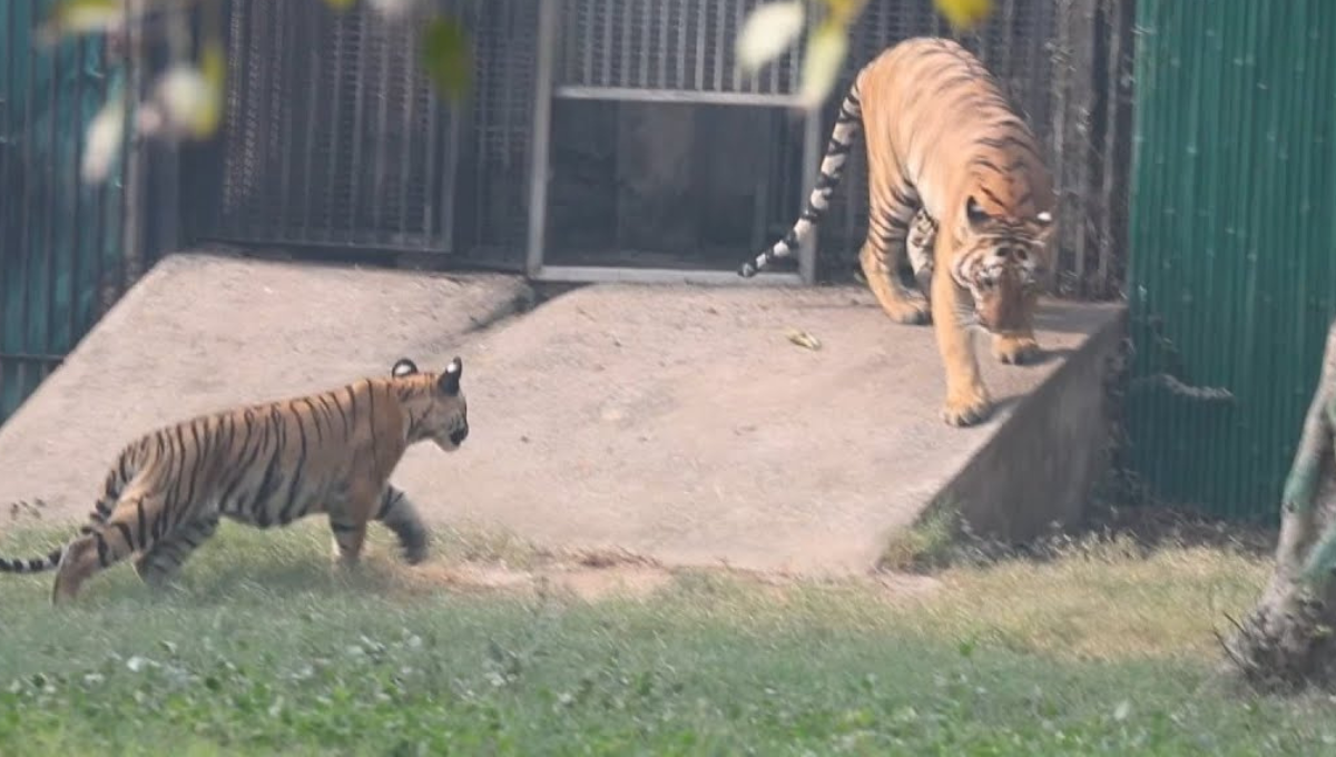Nacen dos tigres de bengala en cautiverio en el zoológico de Nueva Delhi