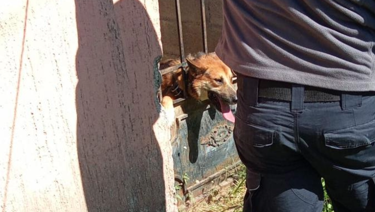 Rescatan a perrita atrapada en una reja en Chetumal