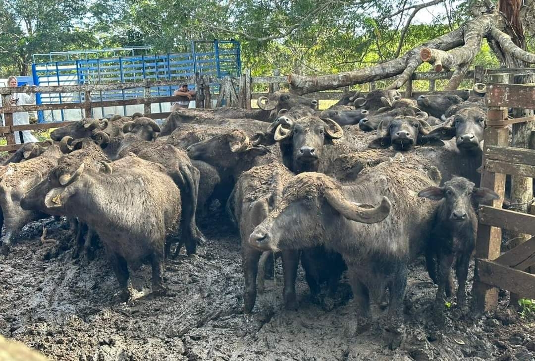 La localidad cuenta con un clima favorable y recursos alimenticios para tener buenos resultados.