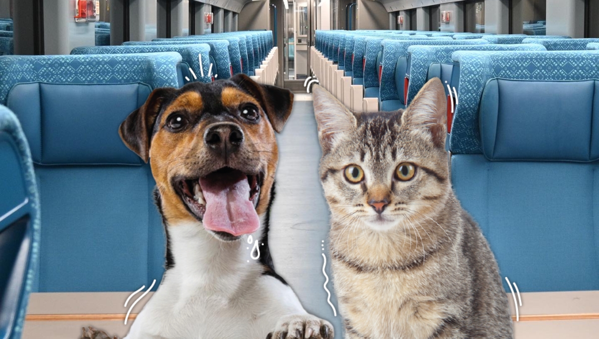 El Tren Maya si permite viajar con mascotas