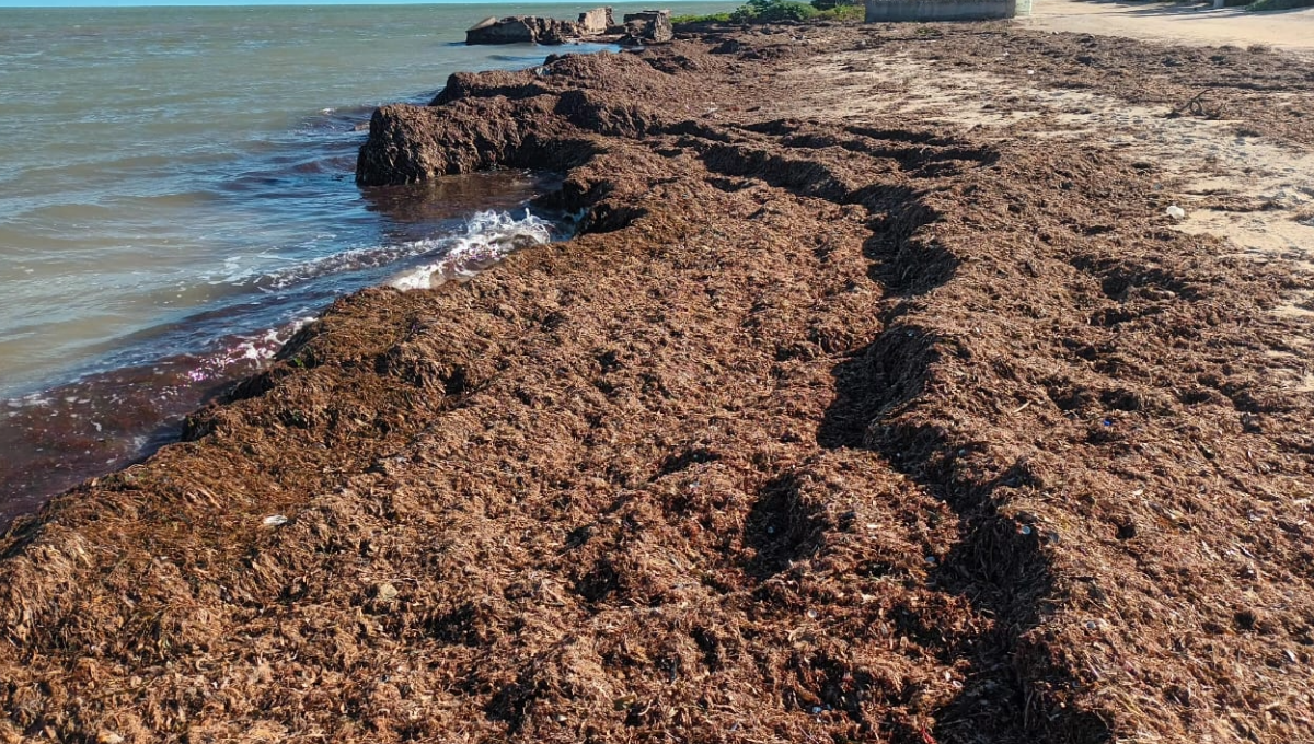 Sargazo en San Crisanto 'ahuyenta' a visitantes de la playa