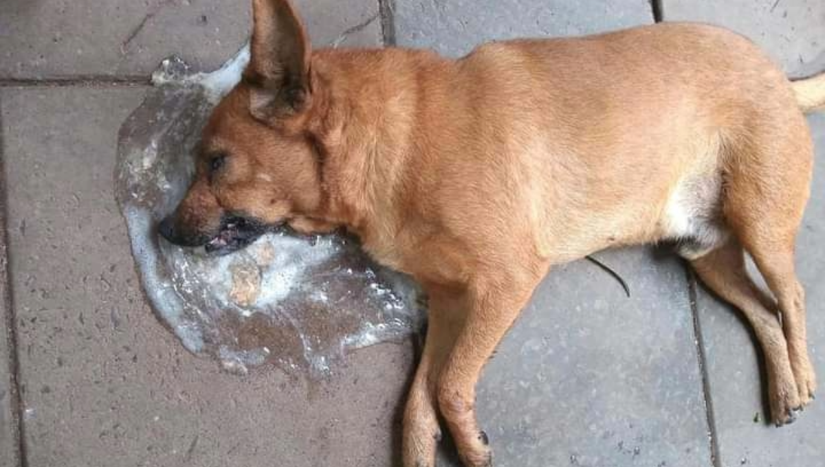 Vecinos de Acanceh denuncian envenenamiento de perros y gatos