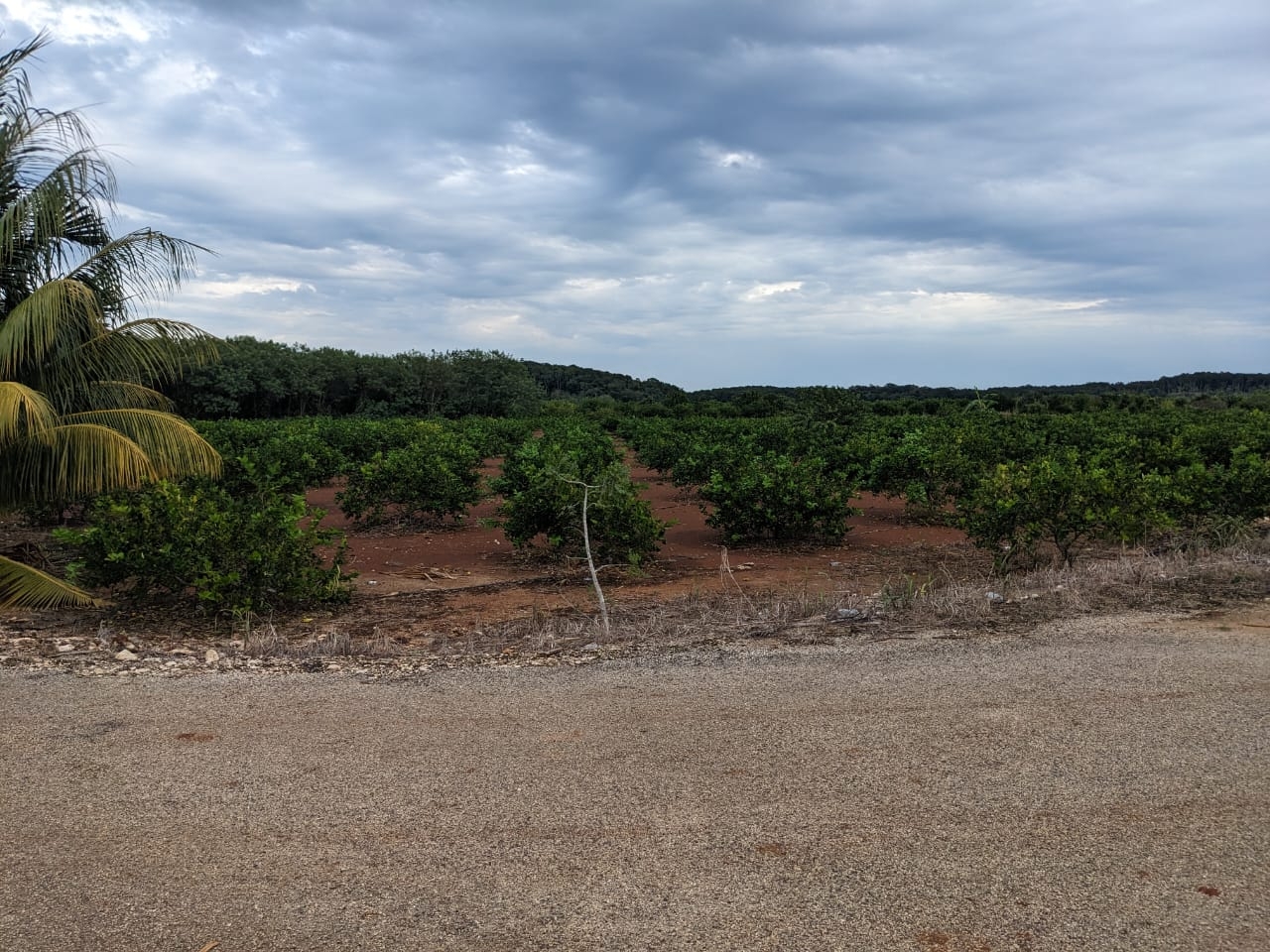 José María Morelos: Campo agrícola 'El Verdon' cambia la sandía por limones