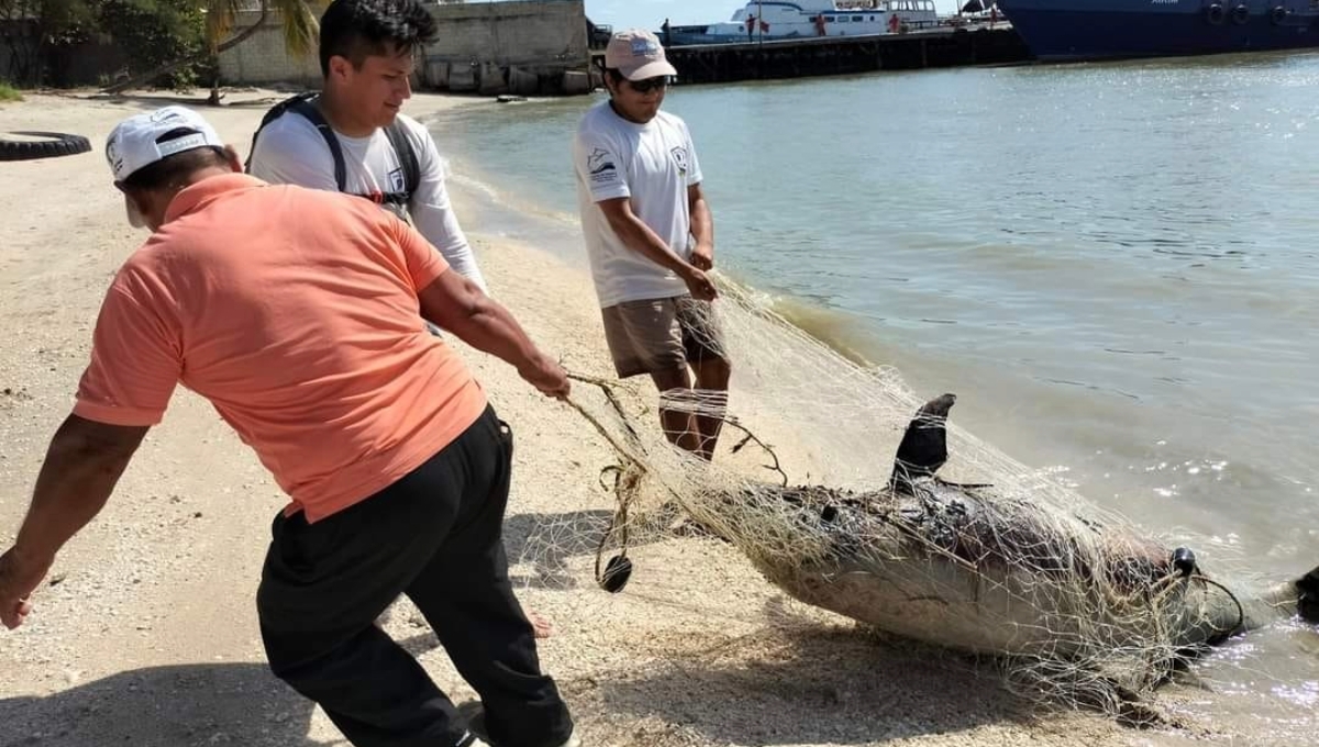 Hallan delfín muerto en las cosas de Ciudad del Carmen