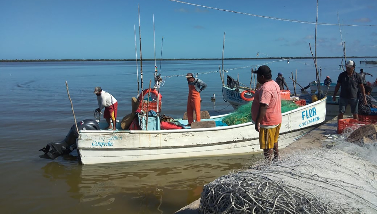 Pescadores venden en 50 pesos el kilo de sierra