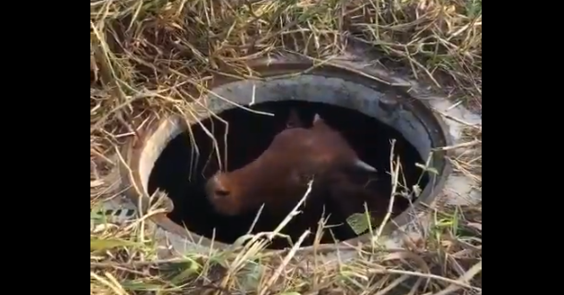 La vaca fue rescatada de esta forma en Veracruz