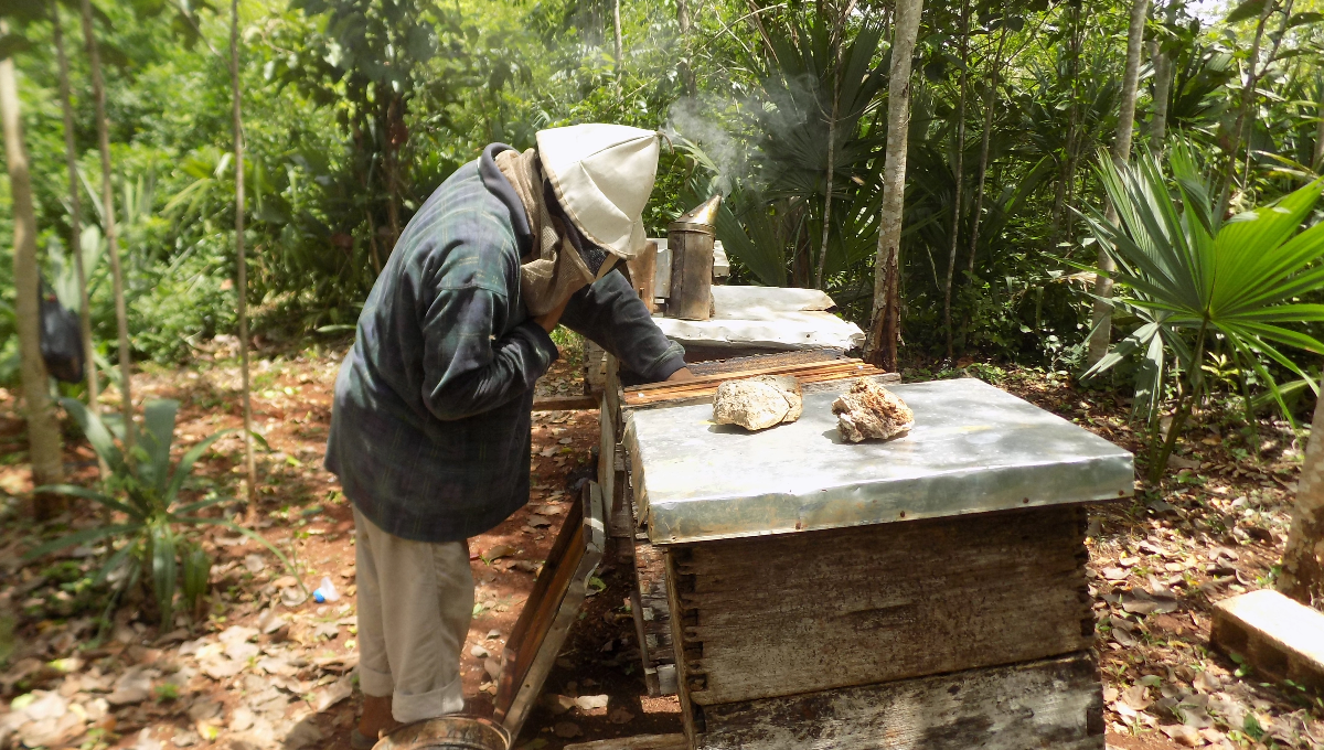 Peligra la producción de miel en Peto por los frentes fríos