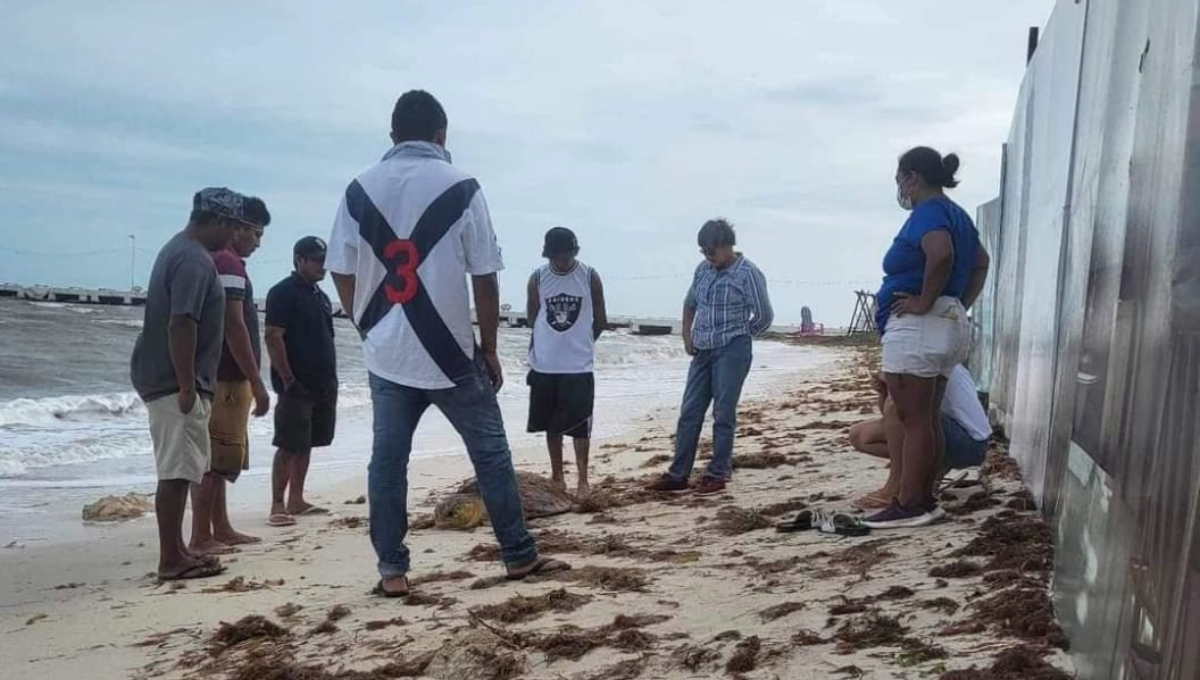 Las agrupaciones locales de protección de las tortugas han informado de distintos varamientos a lo largo de la costa Centro del Estado