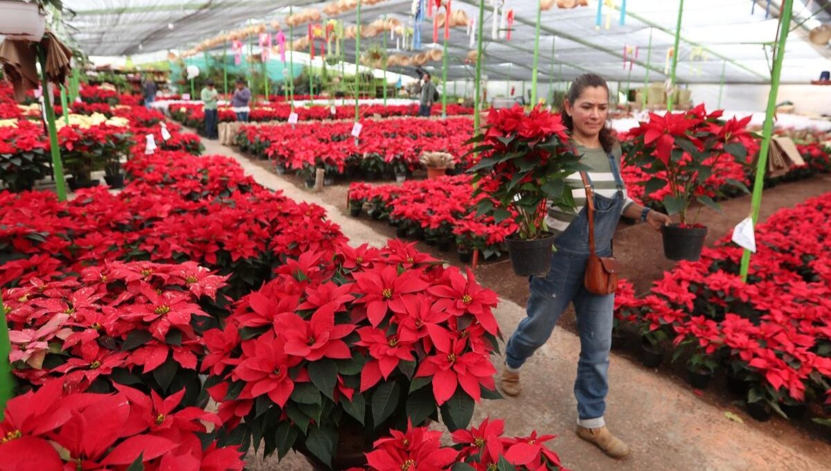 Día Nacional de la Nochebuena, la flor de la Navidad