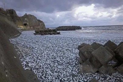 Japón reporta miles de sardinas muertas en sus costas, autoridades aclaran la razón