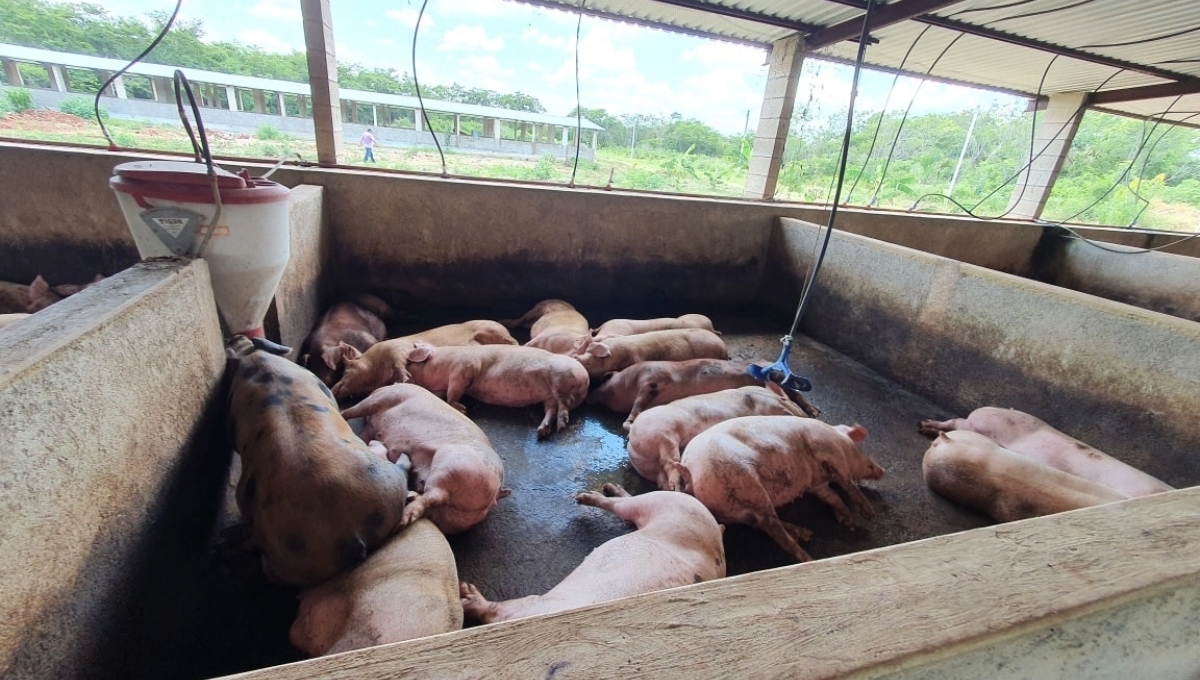 Las granjas de cerdos se encuentran justo en el Anillo de Cenotes de la Península, lo que genera un foco rojo por el cuidado del agua.
