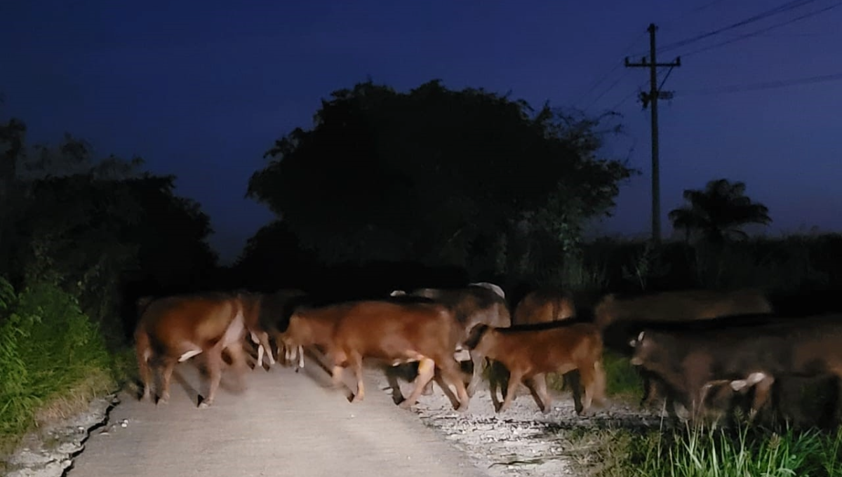 Vacas en las carreteras de las comisarias de Tizimín provocan accidentes de tránsito