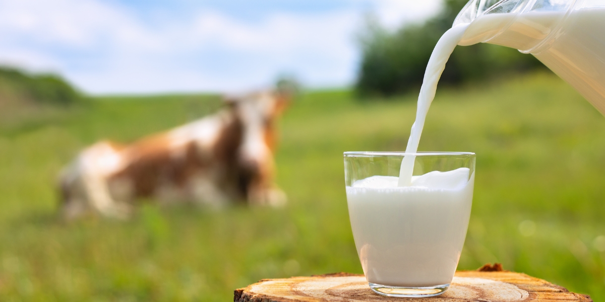 No todo lo que tomas es leche de vaca, te decimos que marcas no son leche. Foto: Especial