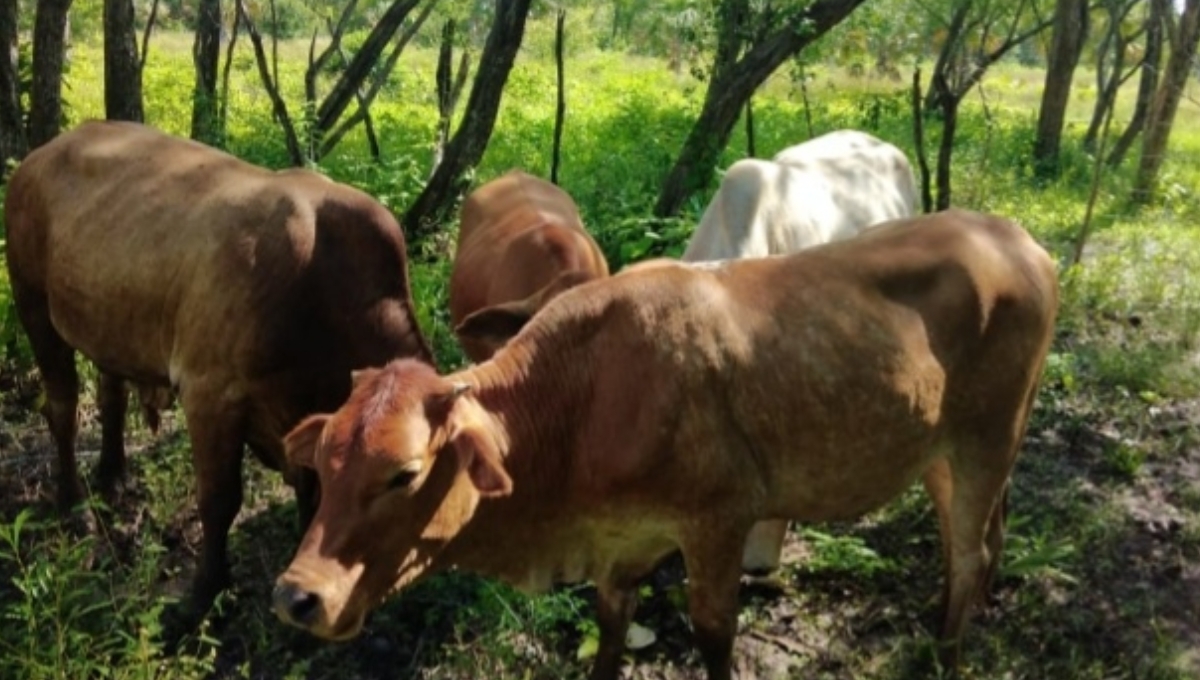 En Sabancuy en los meses de marzo a junio, las temperaturas son muy altas y provoca falta de agua