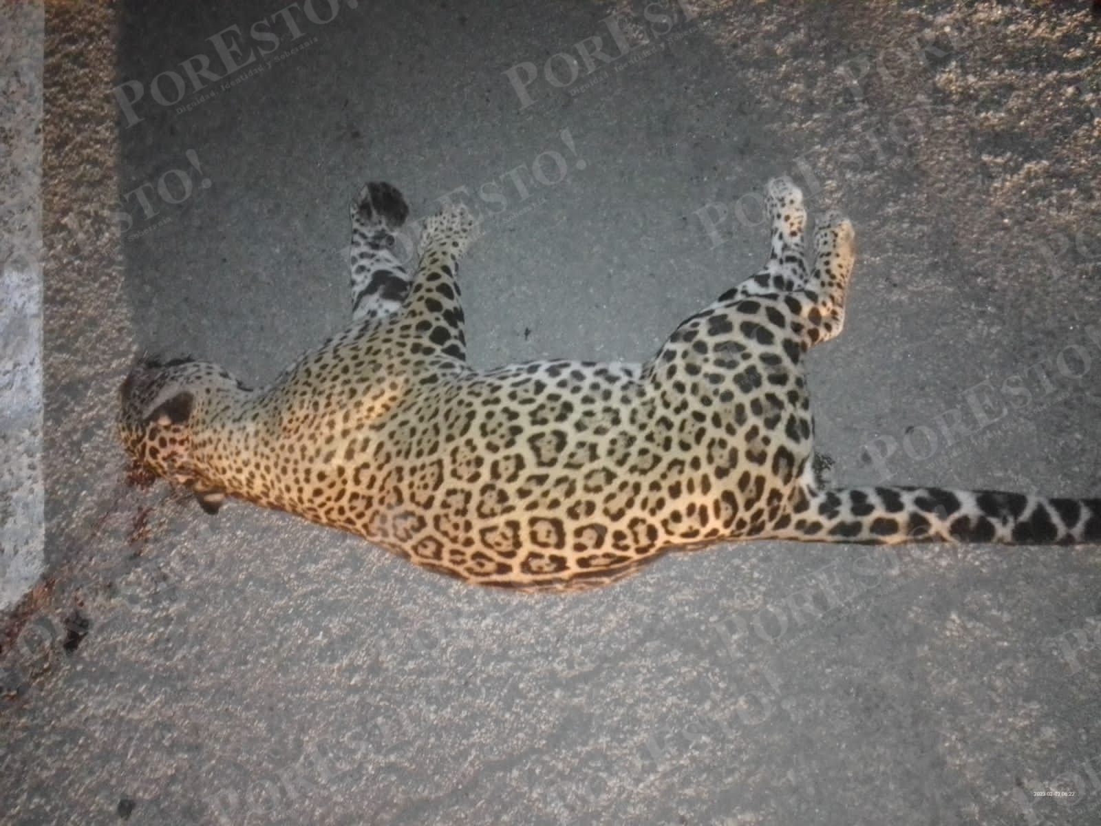 Atropellan a un jaguar en Playa del Carmen