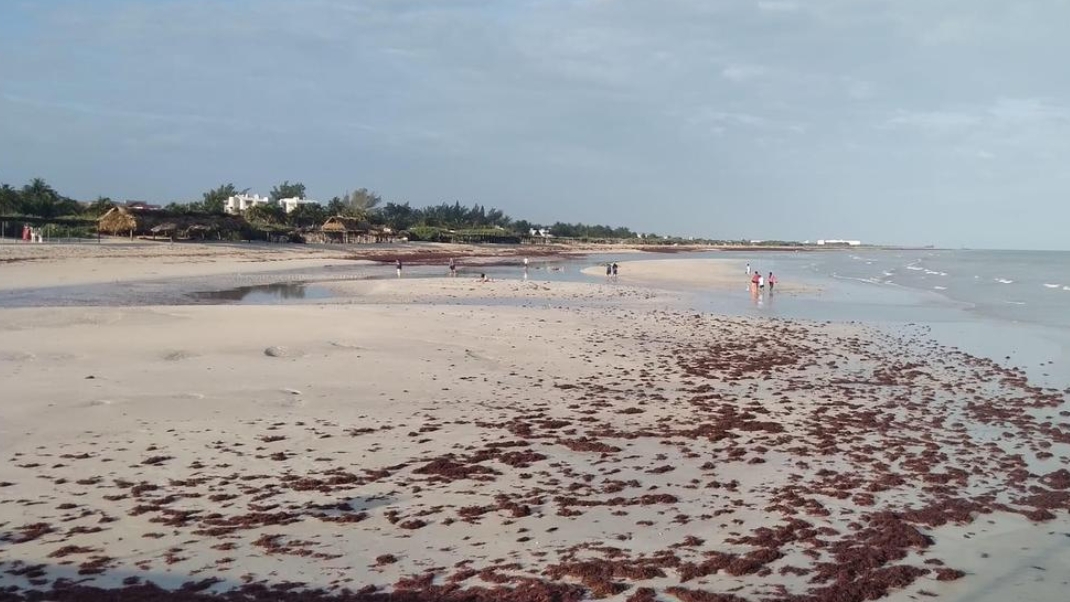 ¡Impresionante! Se aleja el mar en el Pueblo Mágico de Sisal