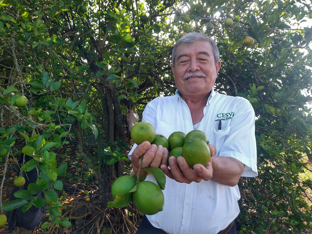 Prevén alza del 'oro verde' en Yucatán; el limón se venderá hasta en mil pesos la caja