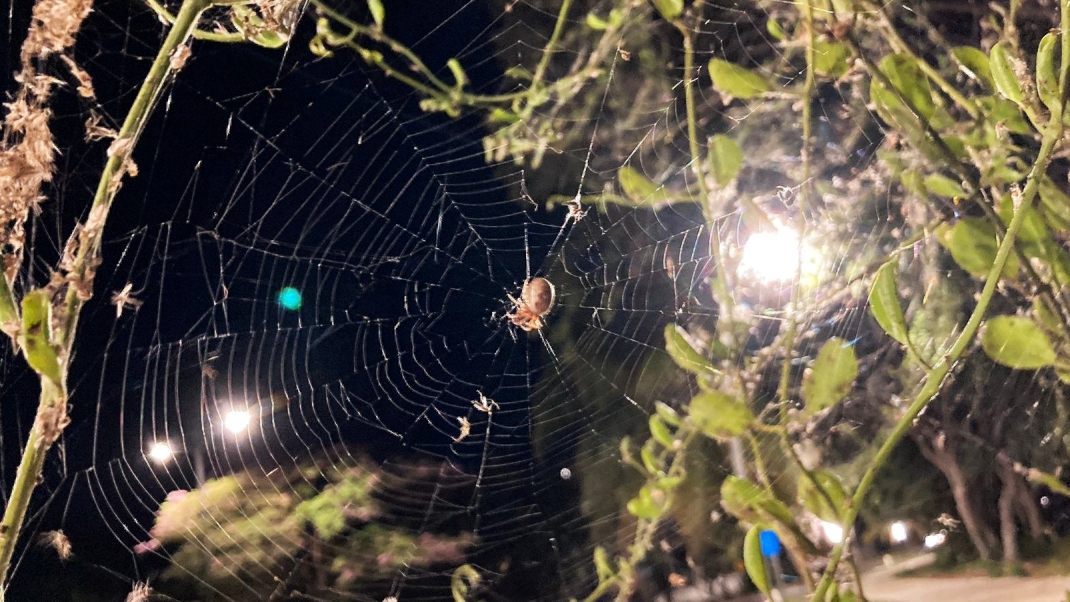 El Colegio de la Frontera Sur (Ecosur) dio a conocer que la proliferación de arañas en el Boulevard Bahía de Chetumal era un fenómeno natural normal