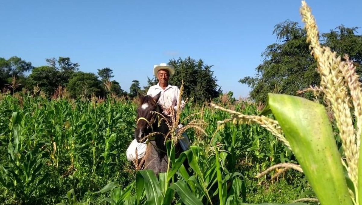 Se destinarán a Campeche 602 toneladas de fertilizantes