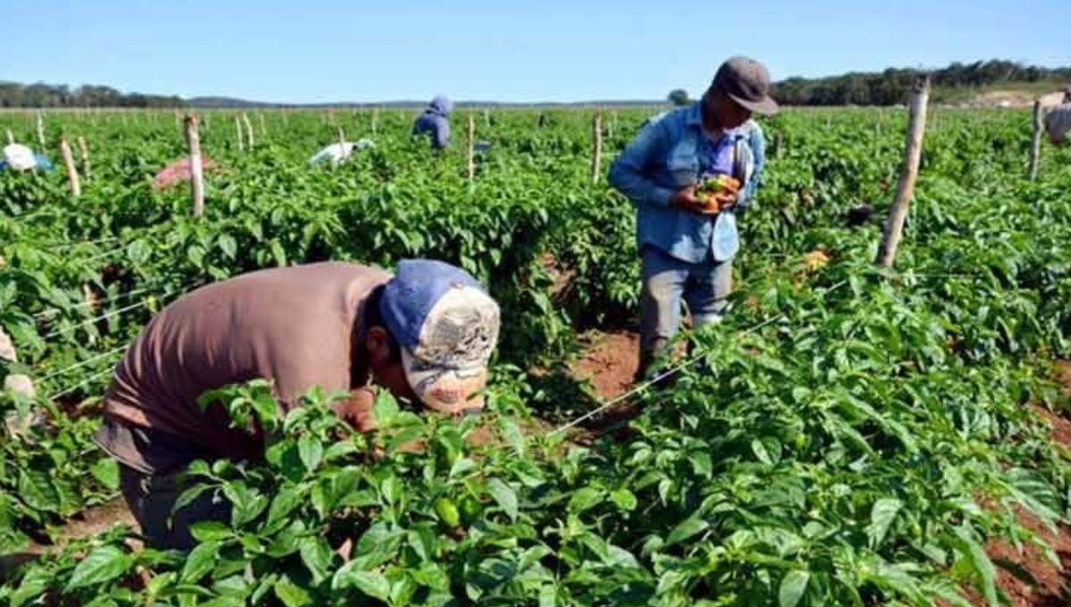 Virus de la Tristeza afectaría a 3 mil sembradíos en Castamay, Campeche