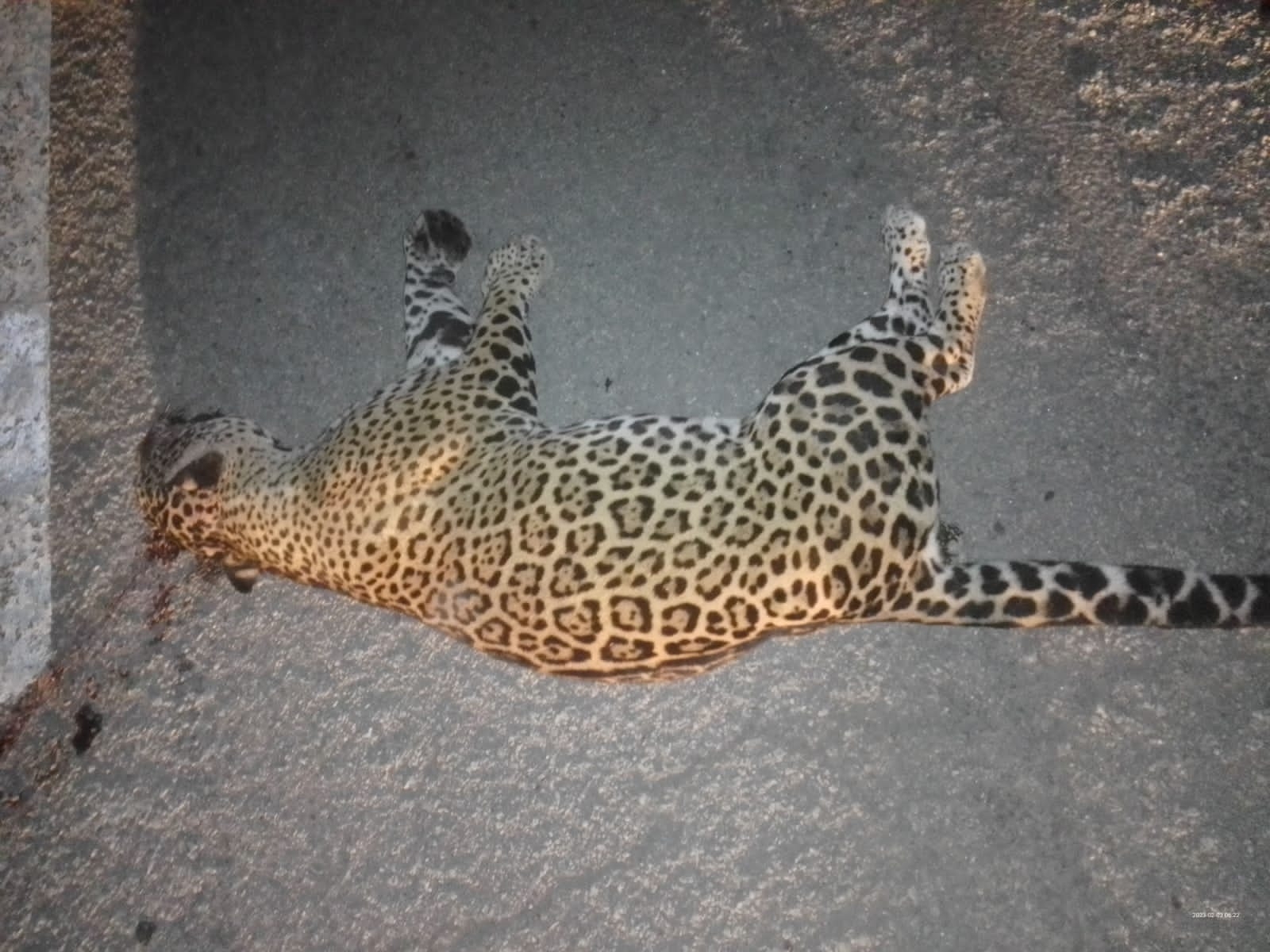 Jaguar atropellada en Playa del Carmen estaba embarazada, confirma autopsia