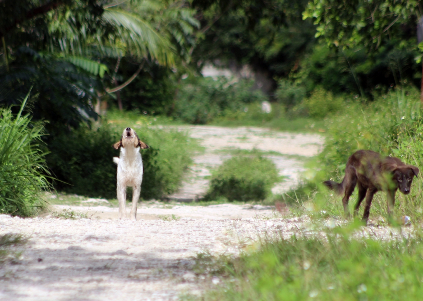 Quintana Roo: Reportan el primer caso de zoofilia del 2023 en Othón P. Blanco