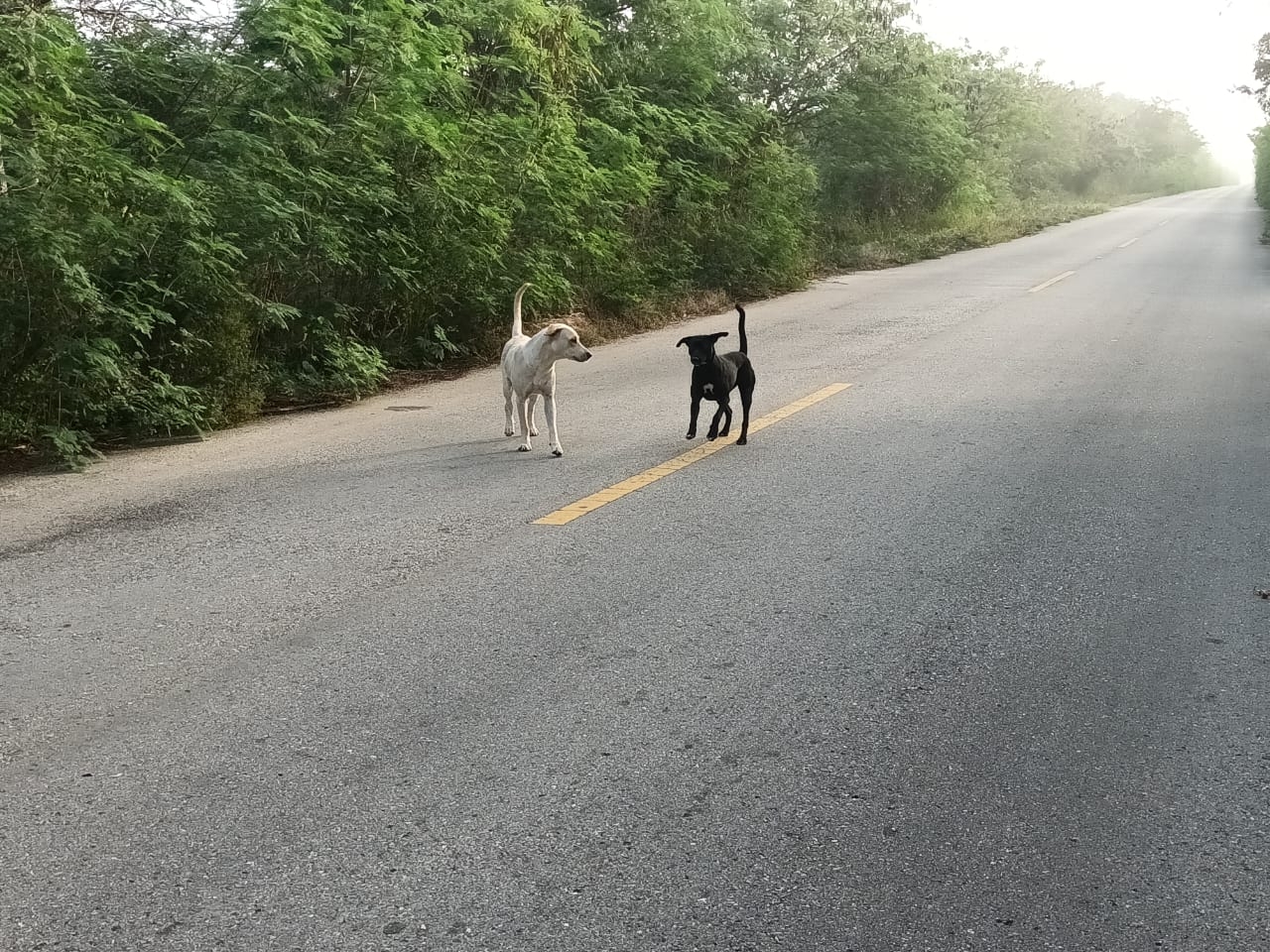 Perros callejeros en Sinanché, peligro para conductores; los persiguen