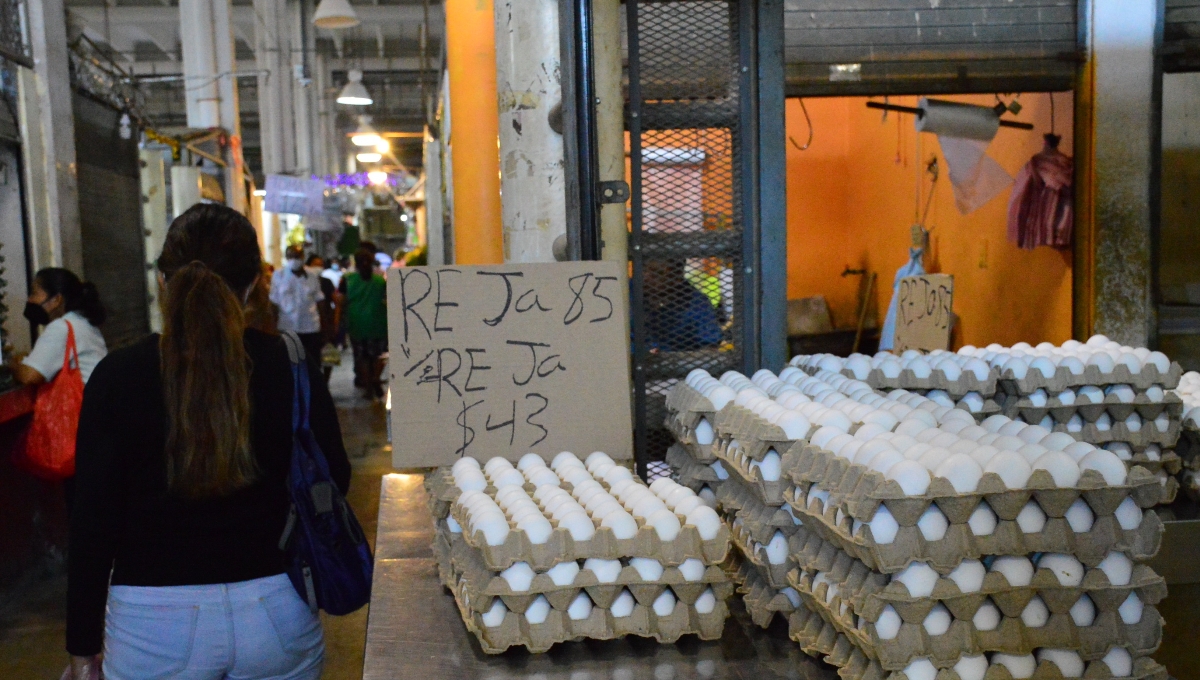 Campeche continúa libre de gripe aviar por los cuidados necesarios