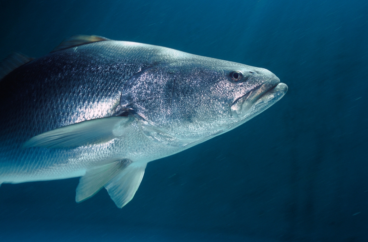 Presenta México Plan de Acción para el combate al tráfico ilícito de totoaba