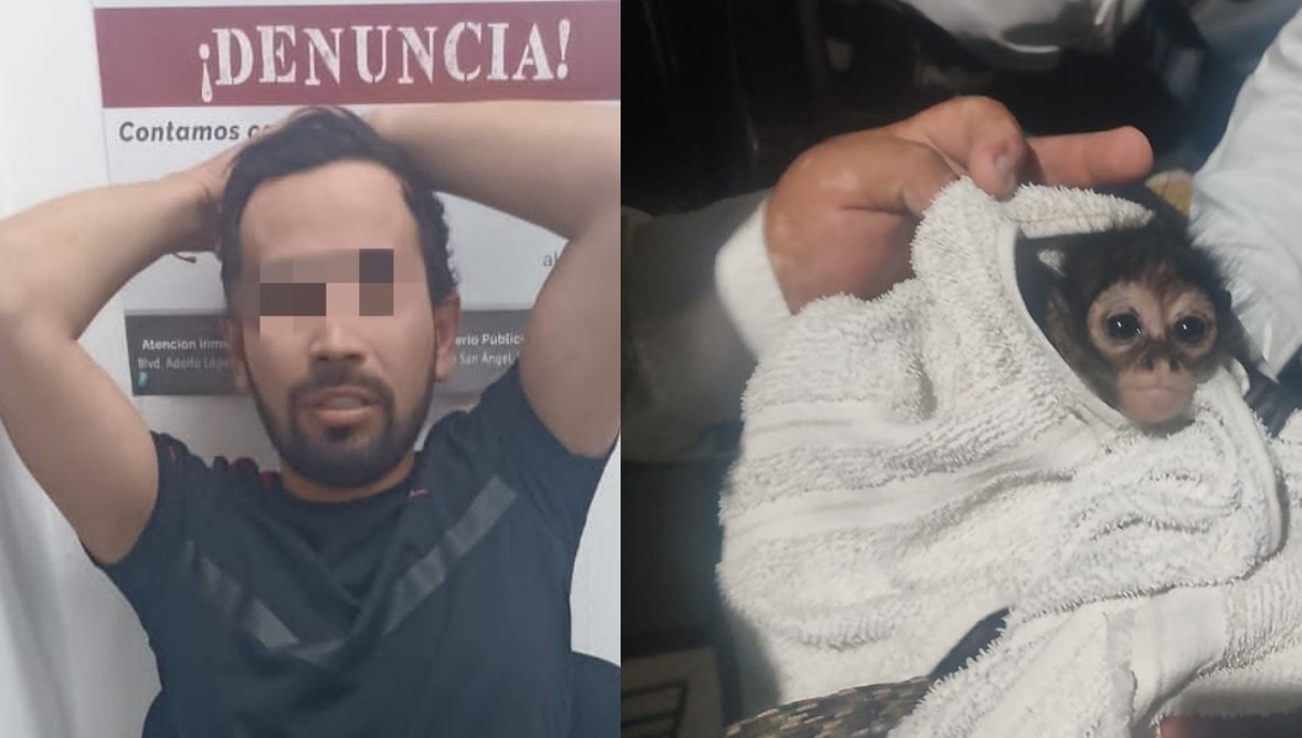 El hombre trasladaba a la cría de mono araña dentro de su auto