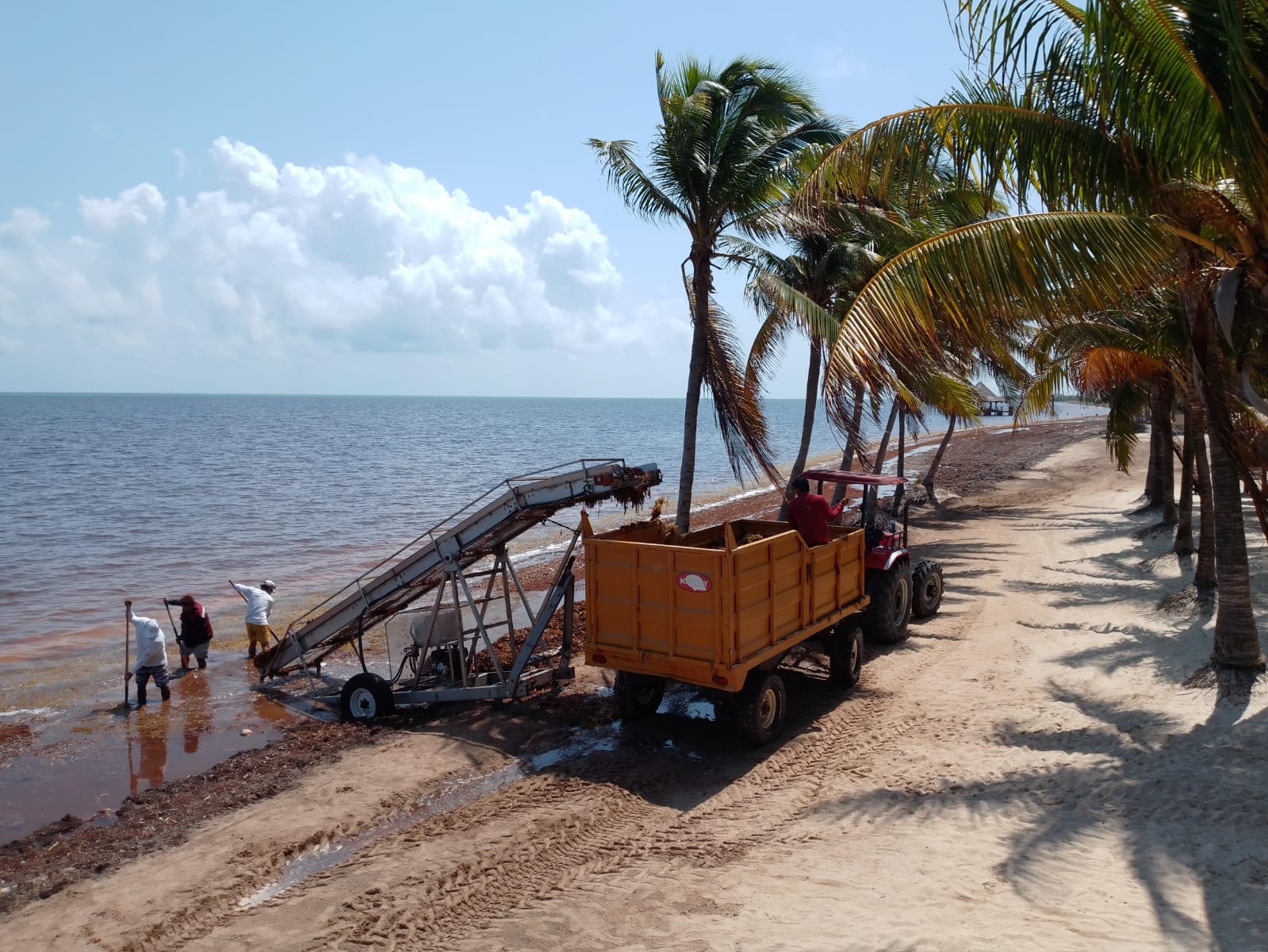 Realizan trabajos de limpieza de sargazo en la Playa Caracol en Cancún: EN VIVO