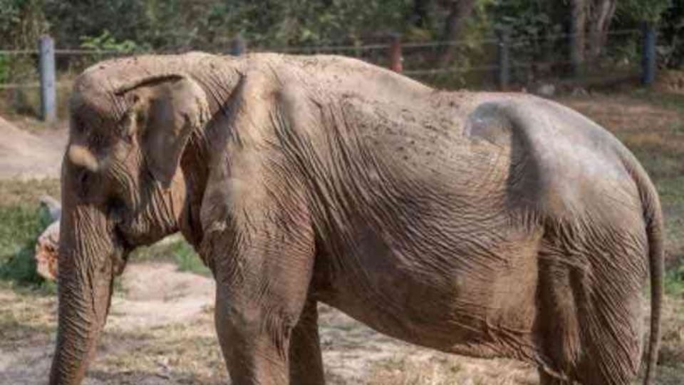 Rescatan a Pai Lin, la elefante que quedó deforme por cargar turistas en Tailandia