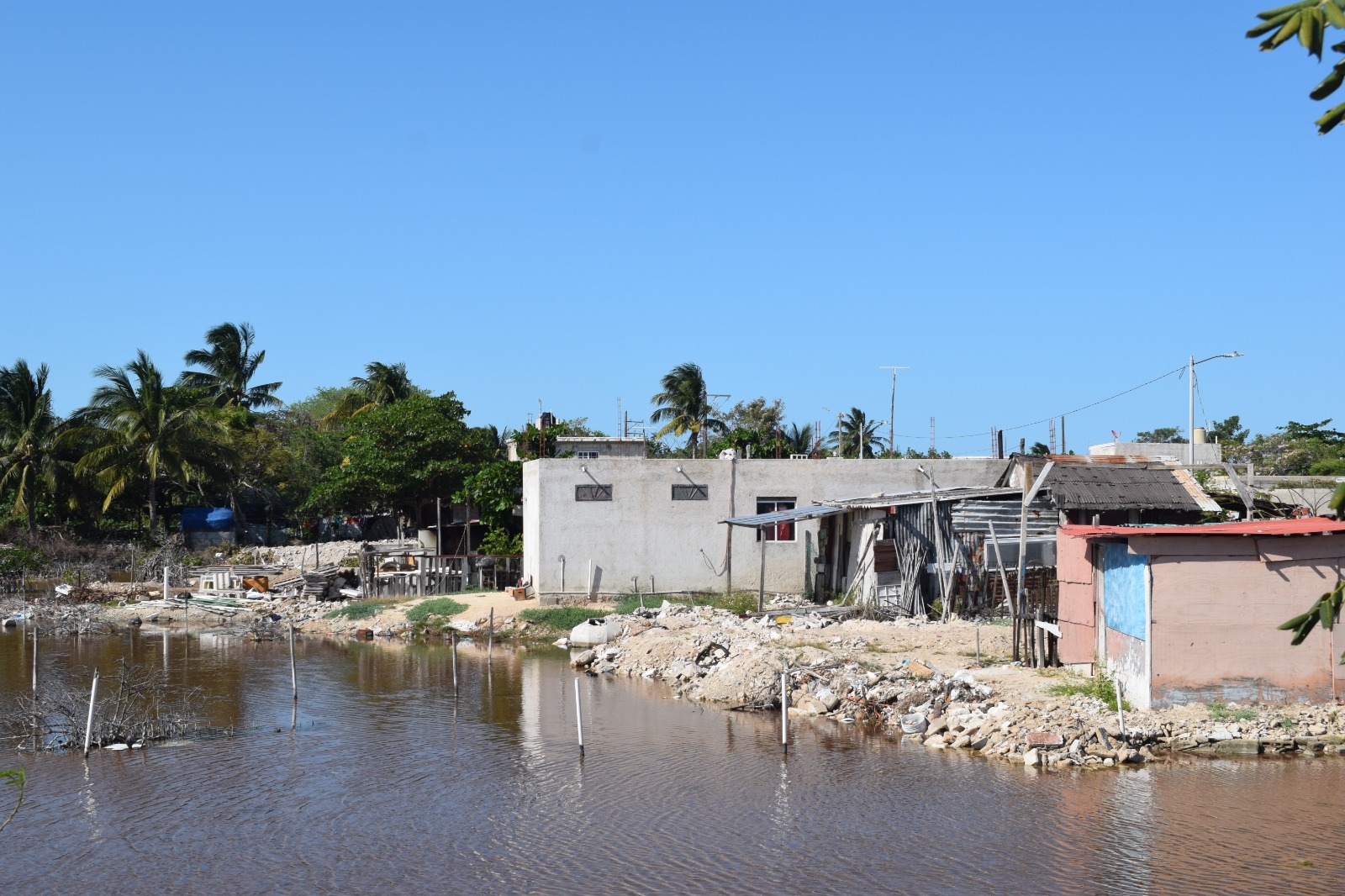 Invasores de Chicxulub se trasladan a zona de manglares