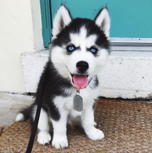 El perrito fue robado de la cochera de su casa en la colonia San Rafael