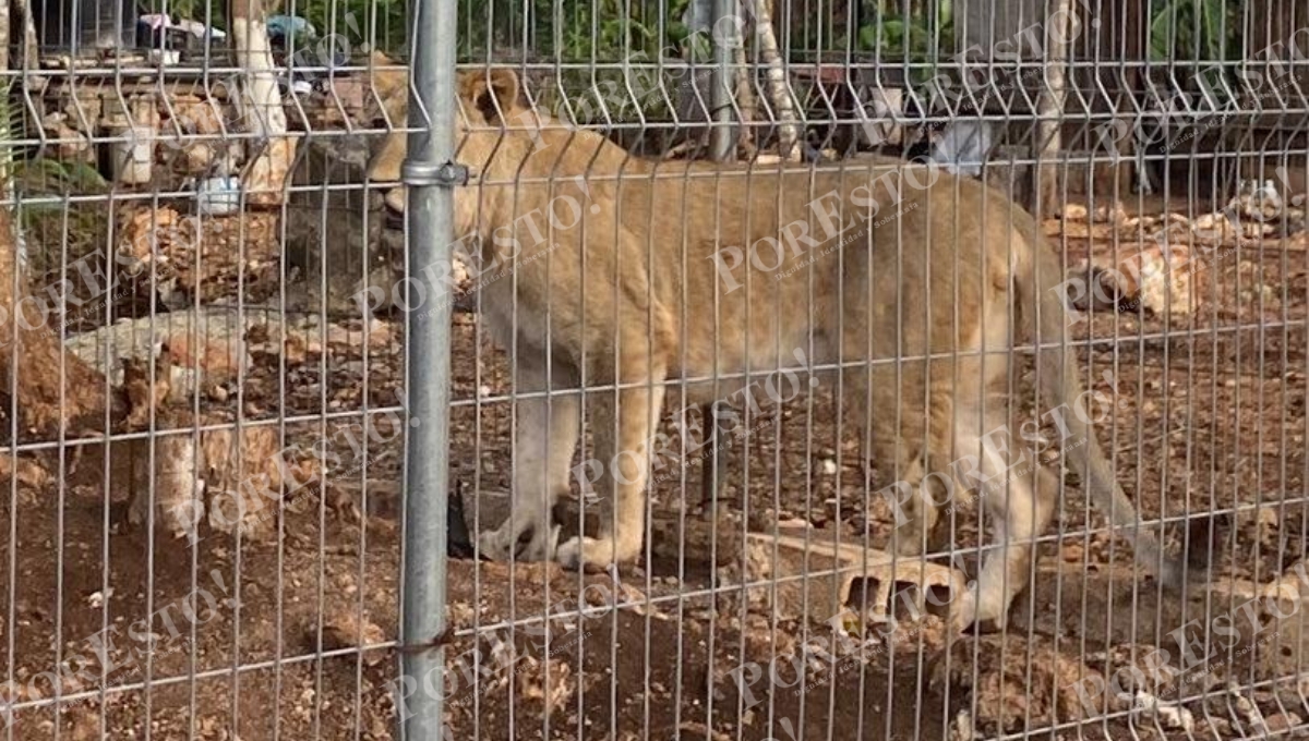 Hallan leones en un cateo en casa de los involucrados del asesinato de un empresario en Chetumal