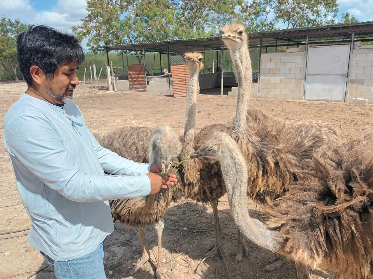 Este es el rancho de Sinanché donde se come la carne de avestruz