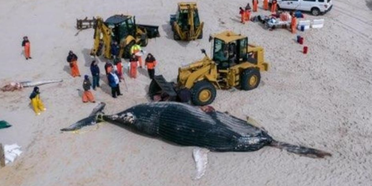 Una de las ballenas encontradas en las costas de Estados Unidos. Foto: Especial