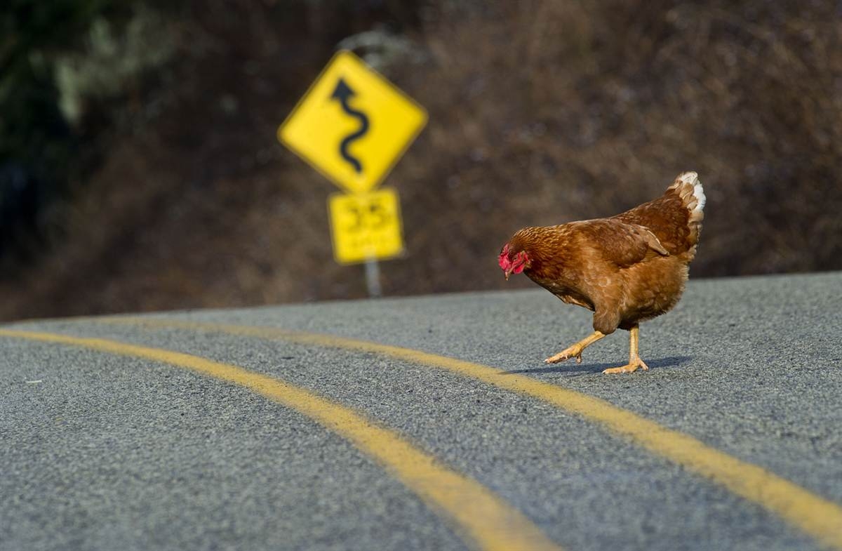 Gallina genera caos vial en una avenida de Tamaulipas: VIDEO