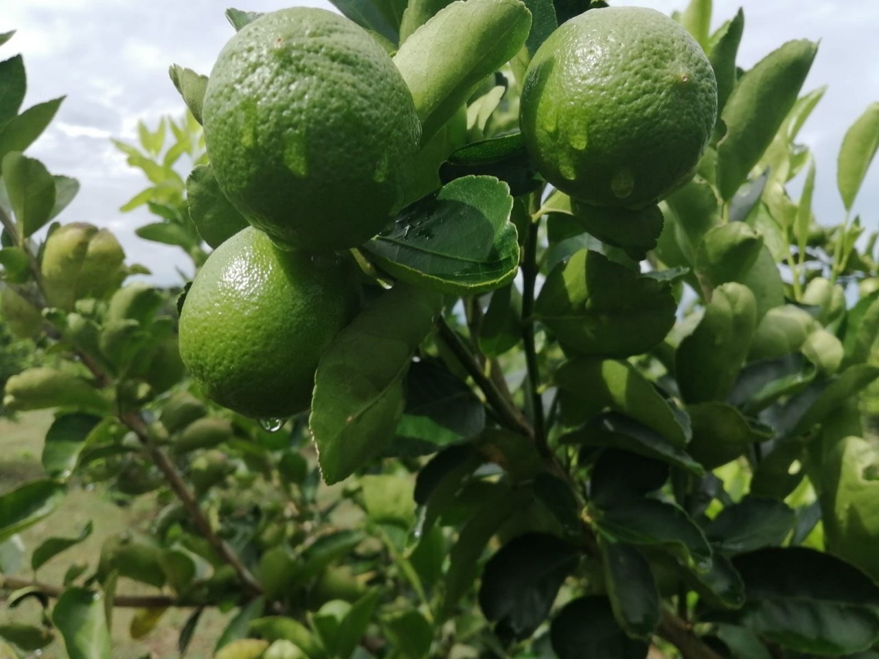 Caja de limón se cotiza hasta en 800 pesos en mercados de Chetumal