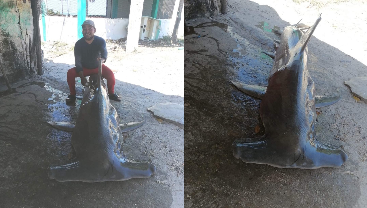 El tiburón martillo fue capturado en Seybaplaya