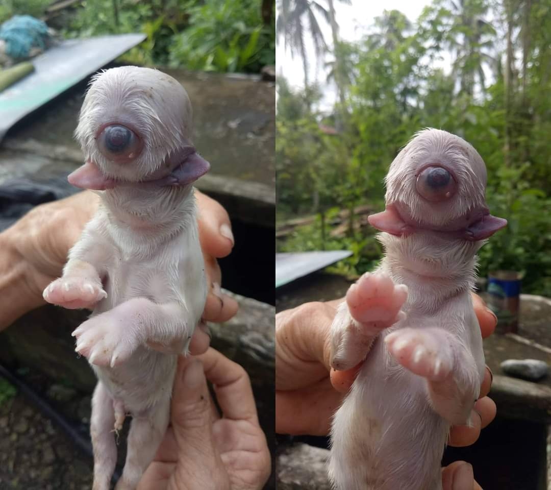Cíclope, cachorro que nació con solo un ojo, sin nariz y con dos lenguas