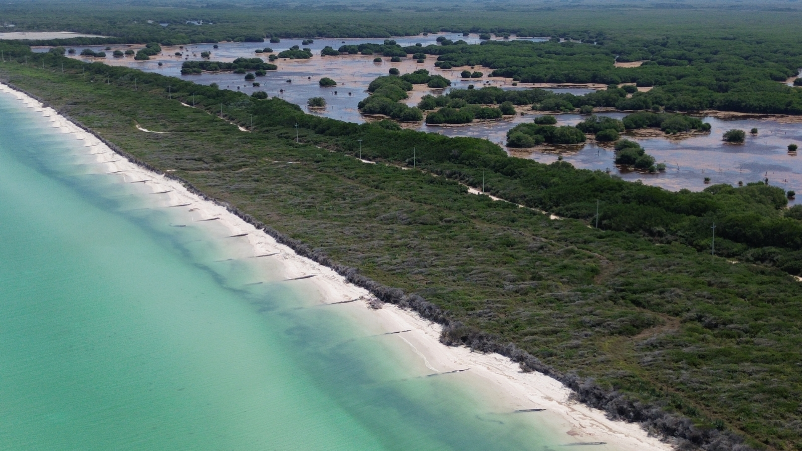 Propietarios han “sembrado” más de 2 mil “barreras” a lo largo del litoral Norponiente en Paraíso Sisal