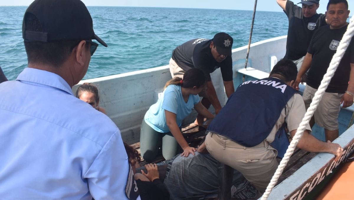 Policía ecológica libera a delfín que recaló en Chicxulub Puerto