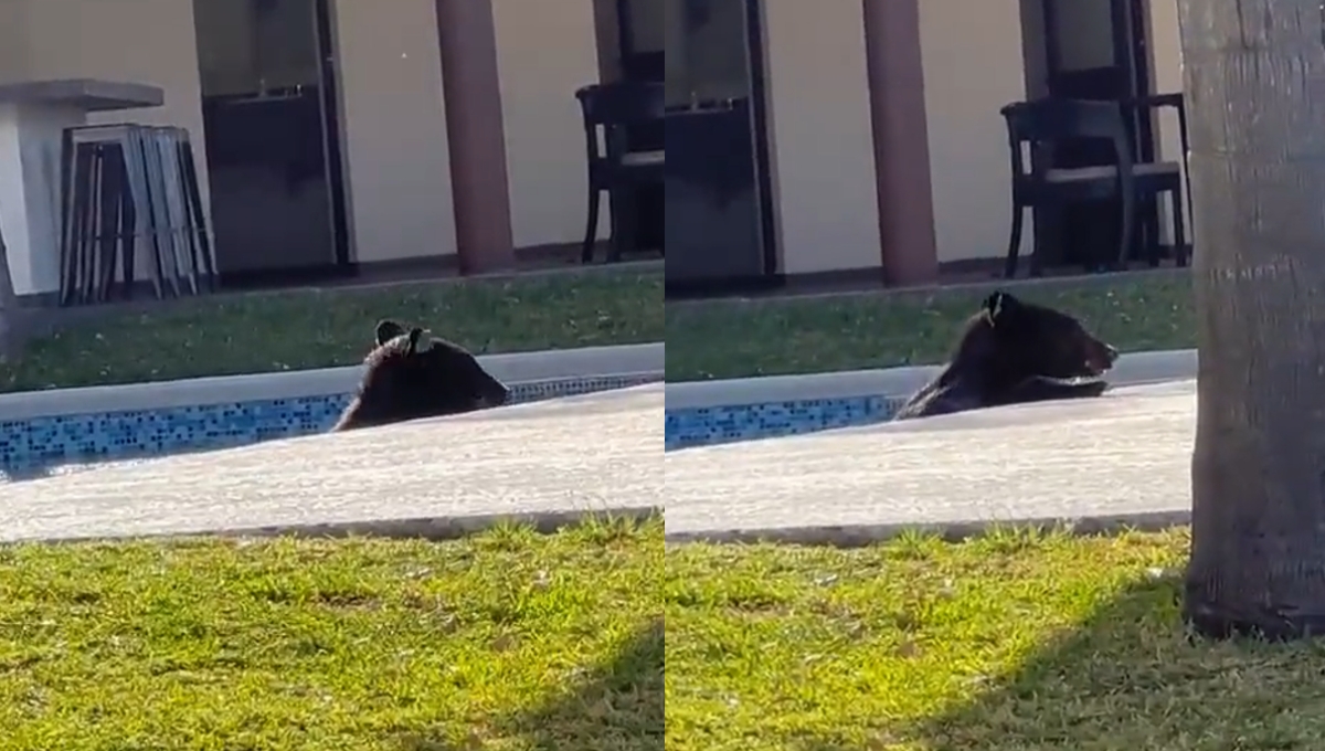 ¡Hay calor! Oso ingresa en la alberca de una casa en Monterrey: VIDEO