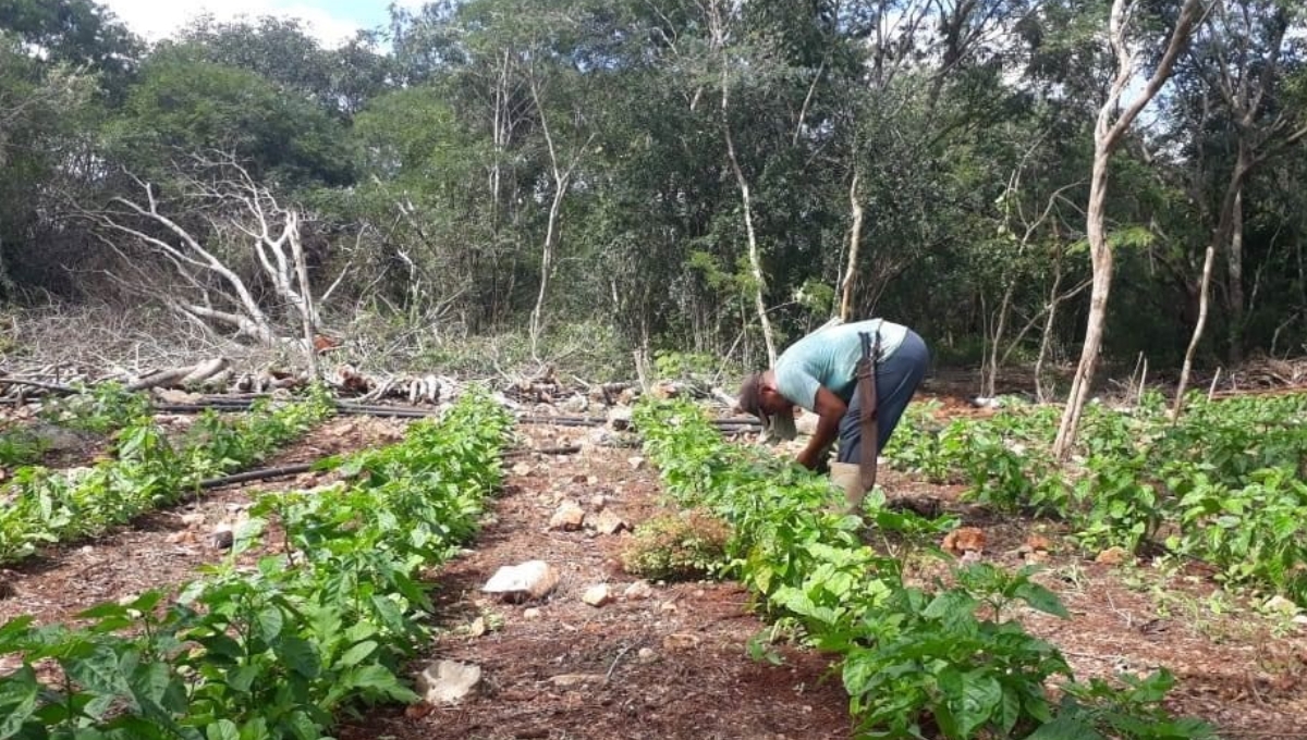 El maíz es el principal producto que busca cultivarse en Campeche